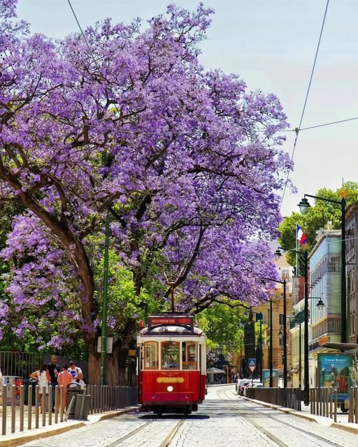 Lisboa em tons de lilás: a temporada dos jacarandás transforma a cidade