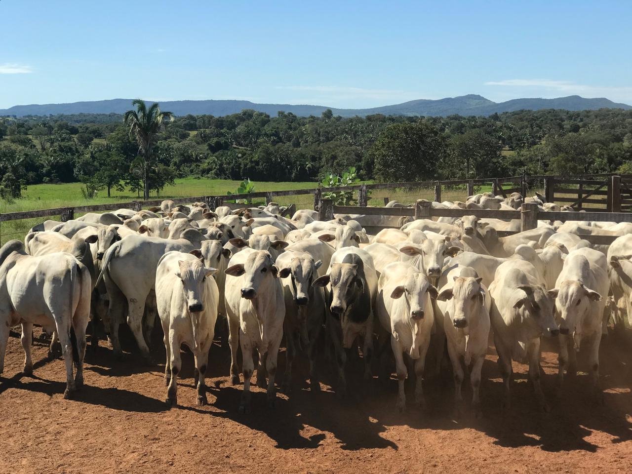 AGRODEFESA DECLARACAO OBRIGATORIA DE REBANHO POR BRUNO RODRIGUES.jpeg