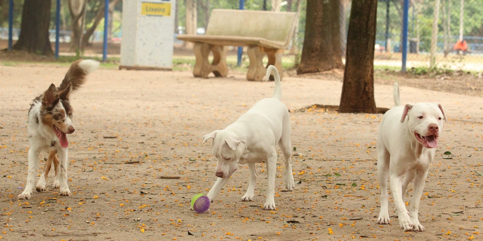cachorros no parcao praca ayrton senna do brasil rvrsa abr 2910212709.jpg