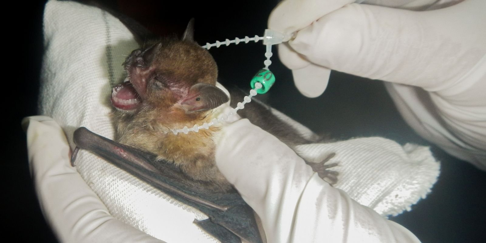 ilha grande se torna area de conservacao de morcegos04.jpg