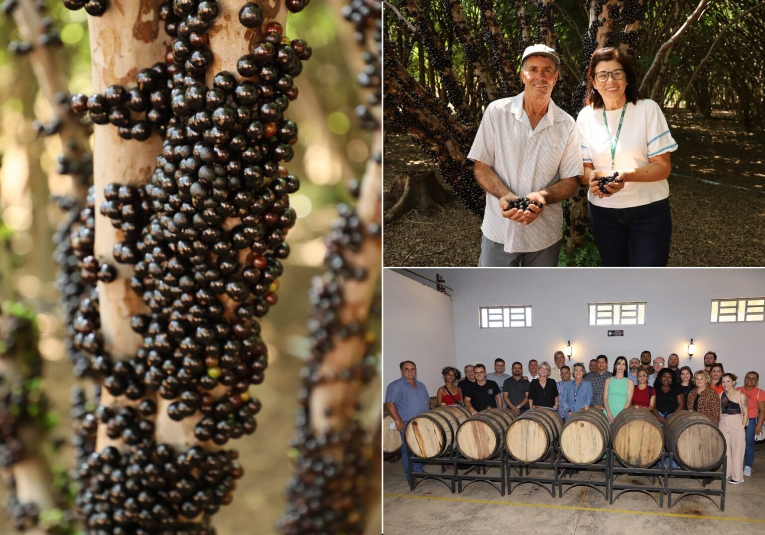 Começa temporada de jabuticaba em Hidrolândia