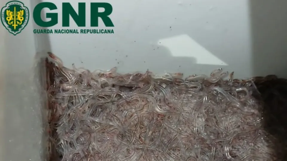 Rede de tráfico de meixão desmantelada no rio Minho em Caminha