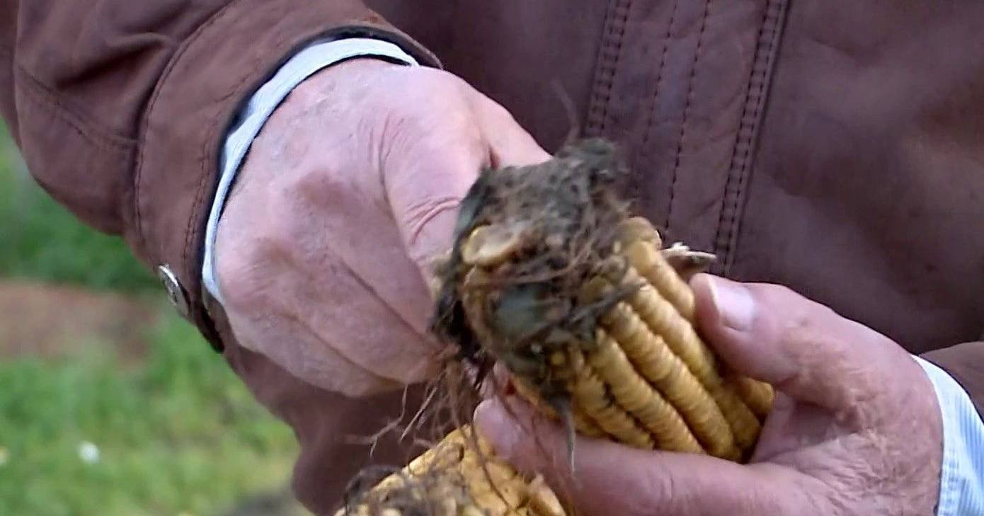A chuva deu tréguas, mas o céu ainda ameaça: centenas de hectares de milho apodrecem devido ao excesso de água