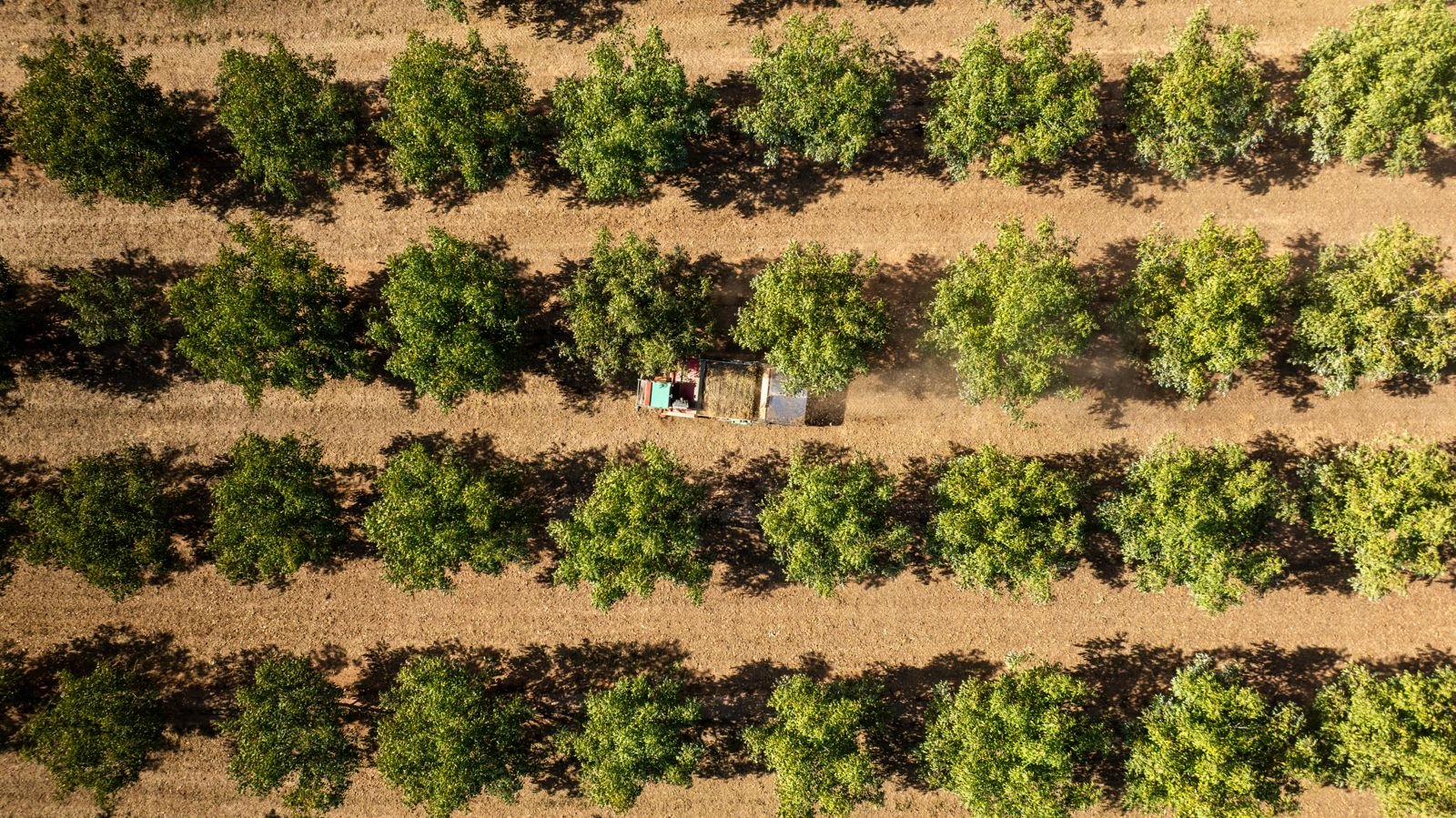 Produzir noz: Um negócio sem retorno imediato