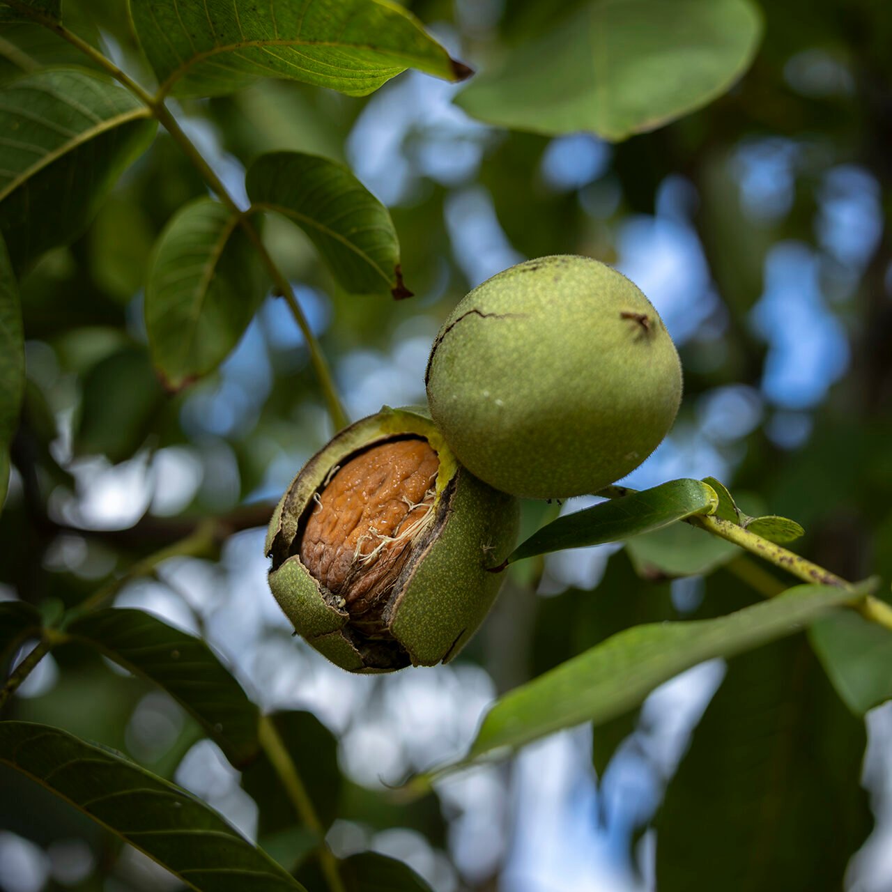 O futuro dos frutos secos passa por muita resiliência e capacidade de aprender e reajustar