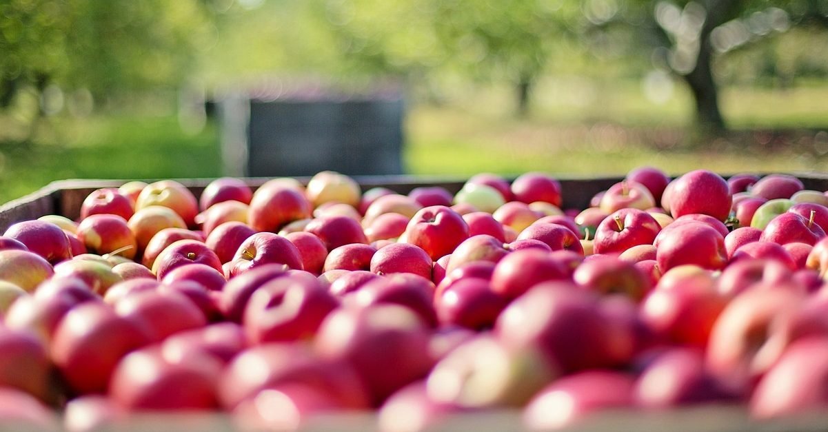 Cotações – Frutos frescos e secos – 9 a 15 de fevereiro de 2025