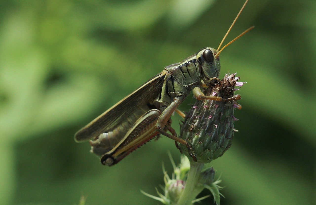Descubra o que são estes pequenos, mas poderosos oásis de biodiversidade que a chuva trouxe no Alentejo