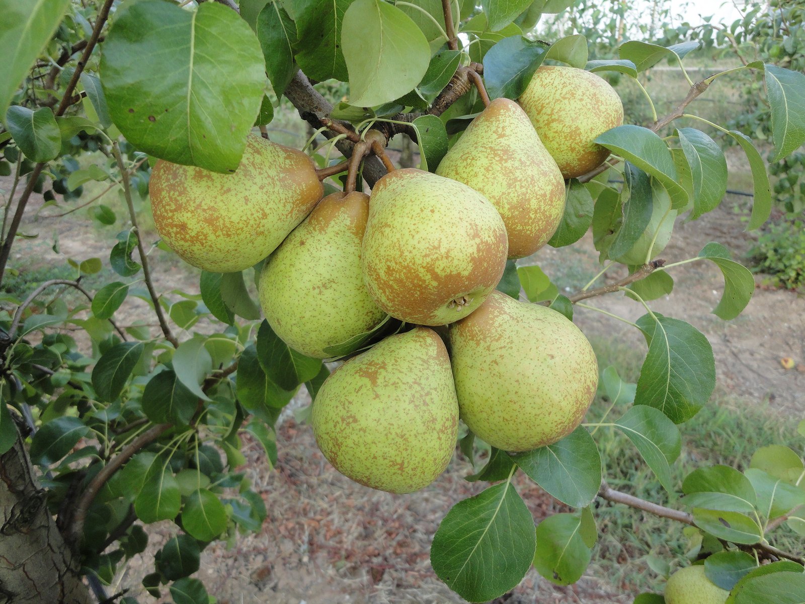 Avaliação da suscetibilidade de uma coleção de clones de pereira ‘Rocha’ à doença do fogo bacteriano em condições de campo
