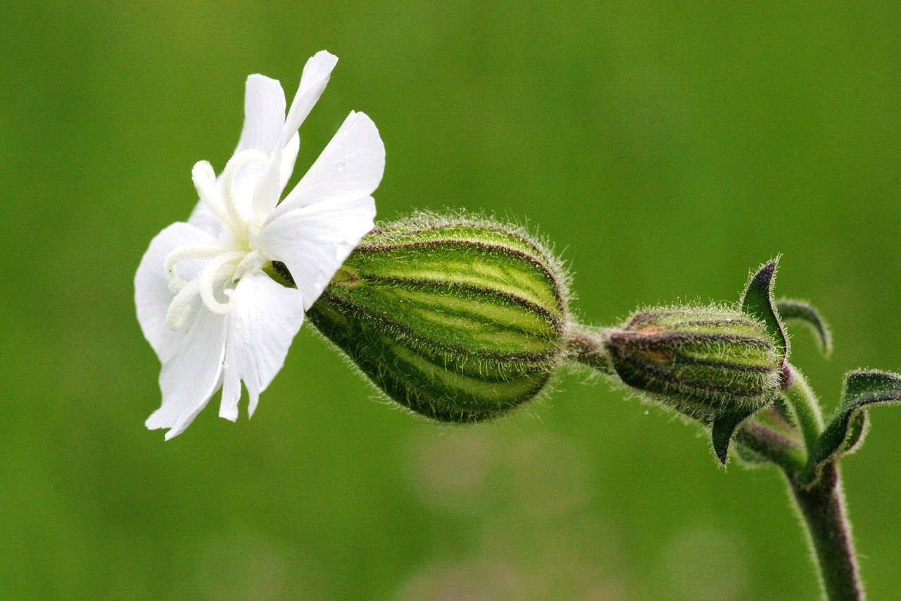 Cotações – Flores e Folhagens – 9 a 15 de fevereiro de 2025
