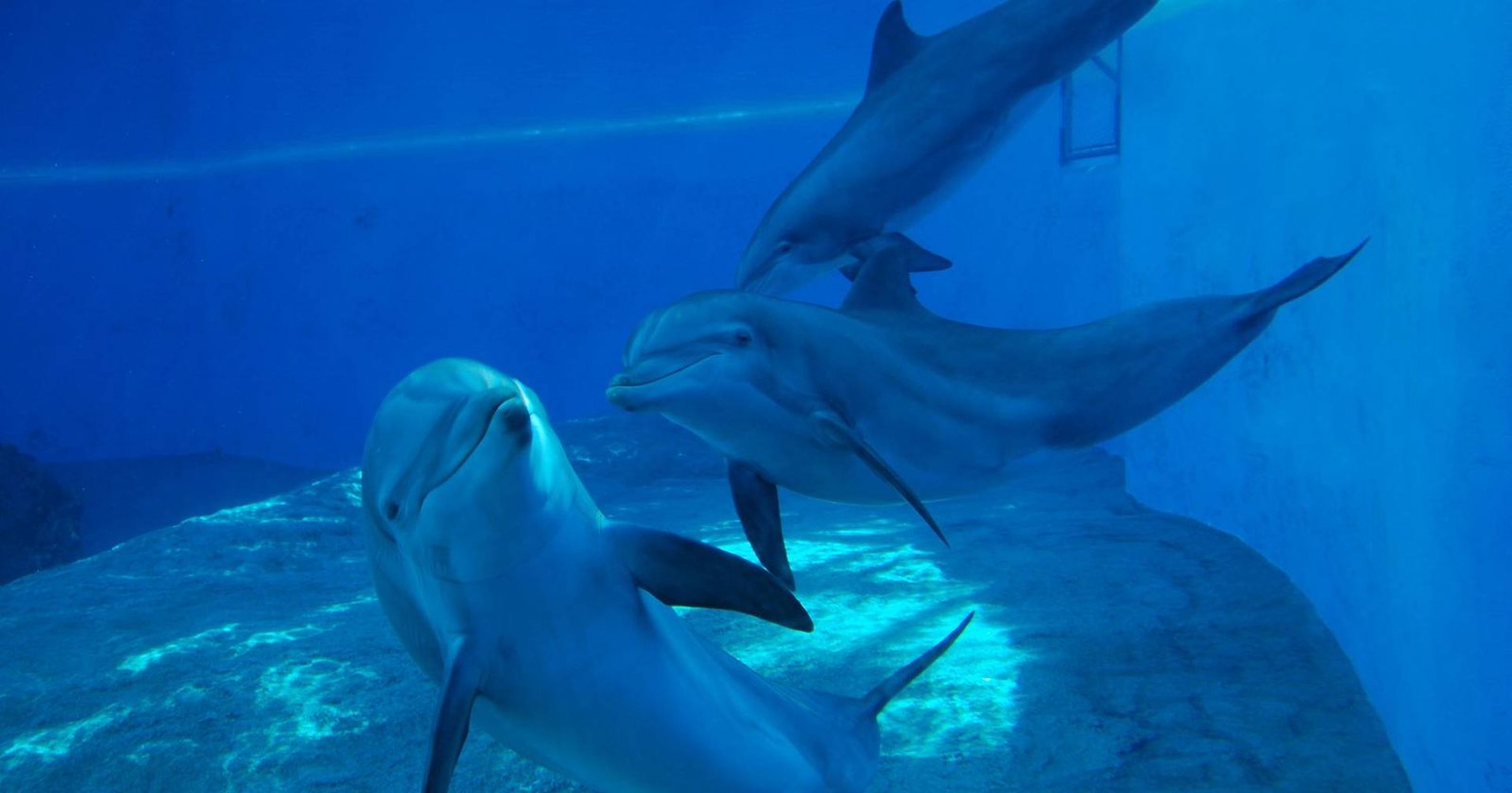 Cientistas descobrem contaminantes de dispositivos eletrónicos em golfinhos de Hong Kong