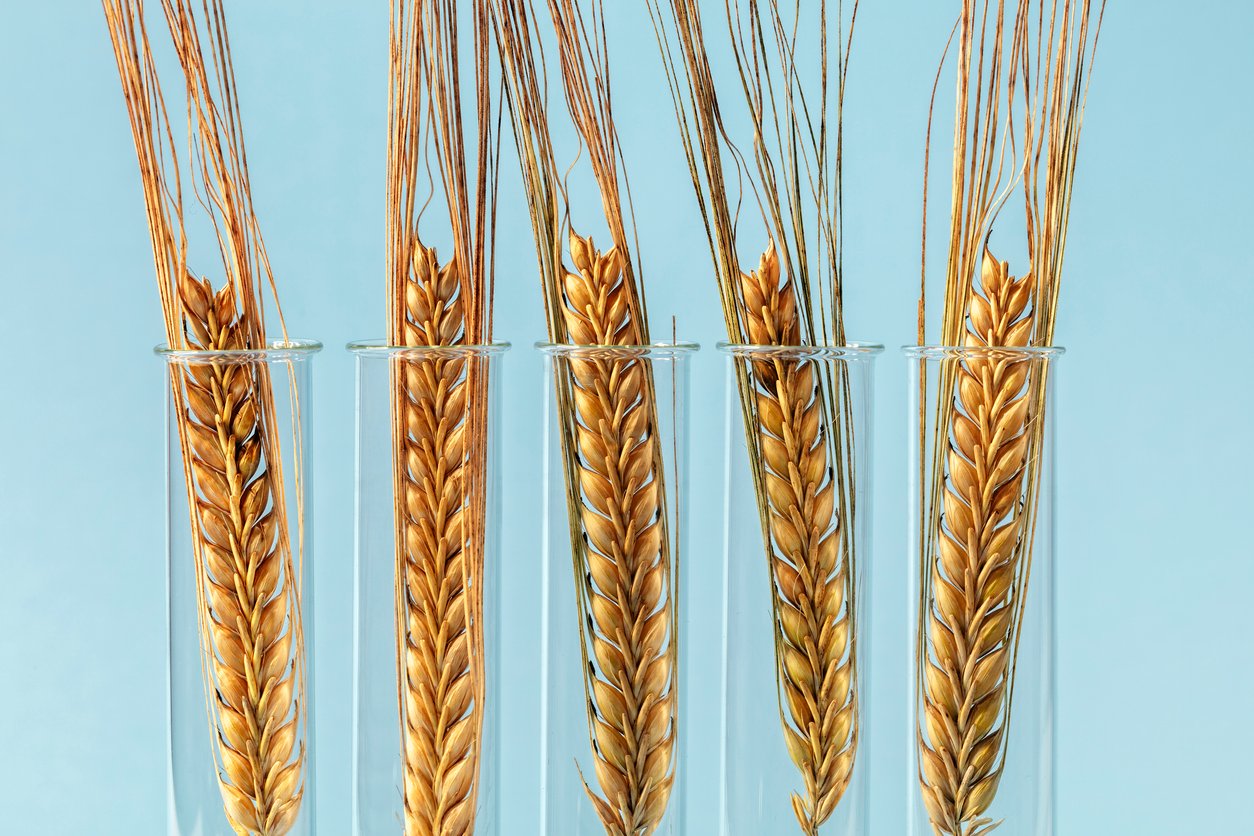 Investigação desenvolve trigo com menor formação de compostos nocivos